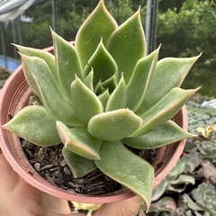 Echeveria marks - comprar online