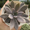 Echeveria sumie korean - comprar online