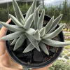 Crassula tenelli - comprar online
