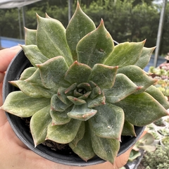 Echeveria green rose - comprar online