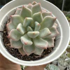 Echeveria violet magic - comprar online