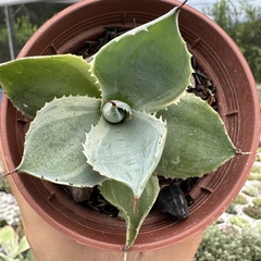 Agave variegata - comprar online