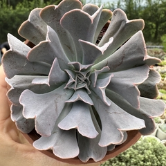 Echeveria surf - comprar online