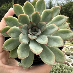 Echeveria pulidonis - comprar online