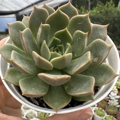 Echeveria cinzia - comprar online