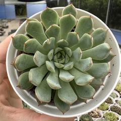 Echeveria dream clusters (Korea) - comprar online
