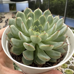 Echeveria dream clusters (Korea) na internet