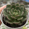 Echeveria joan daniel - comprar online