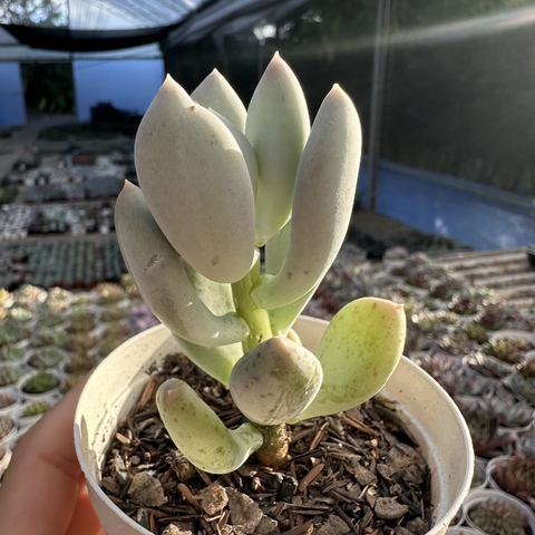 Pachyphytum blue haze - comprar online