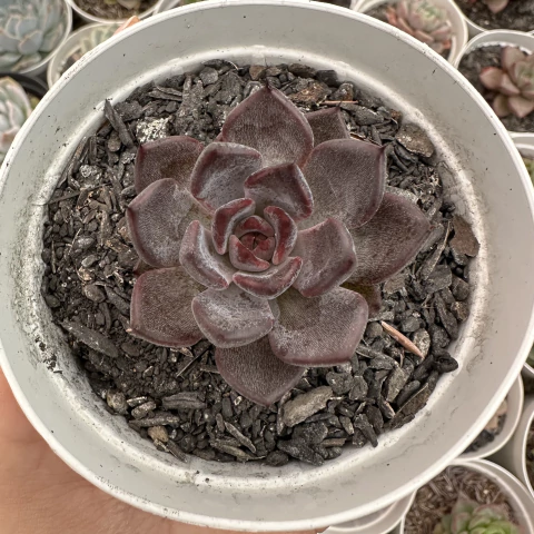 Echeveria black knight - comprar online