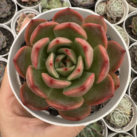 Echeveria madona - comprar online