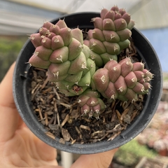 Euphorbia monadenium ritchiei - comprar online