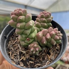 Euphorbia monadenium ritchiei