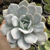 Echeveria caly argentea - comprar online