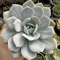 Echeveria caly argentea - comprar online