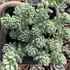 Sedum dasyphyllum minor - comprar online