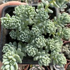 Sedum dasyphyllum minor - comprar online