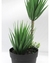MACETA NEGRA PALMERA BONSAI - comprar online