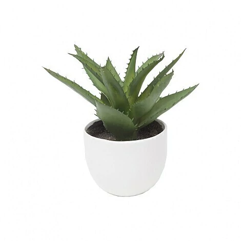 Maceta Suculenta Claudia Adorno - comprar online