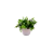 Maceta Eucalipto