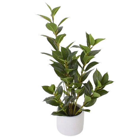 Maceta Suculenta Alta