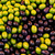Aceitunas