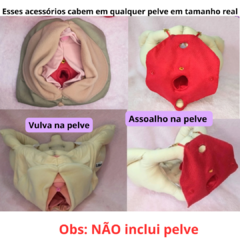 Vulva, assoalho pélvico e clitóris para fixar na pelve (NÃO INCLUI PELVE) na internet