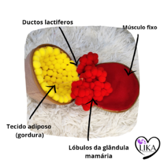 Mama com Anatomia interna (pequena) na internet