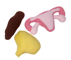 Órgãos pélvicos (útero, bexiga e intestino reto)