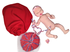 Bebê RN + Placenta + Útero - comprar online