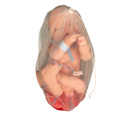 Bebê RN + Placenta + Útero - loja online