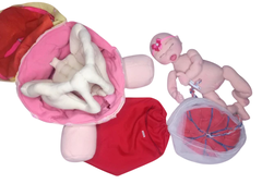 Kit 10 fisiologia do parto (bebê RN) na internet