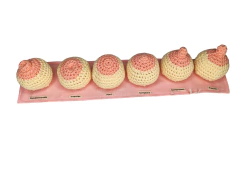 Mini régua com 6 mamilos diferentes - comprar online