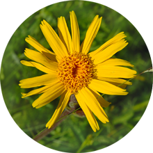 Aceite De Arnica Puro Por 30ml Saiku En Belgrano Caba - comprar online