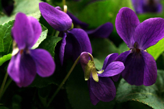 Bases Aromáticas Semi Natural Violetas De Parma Envase 15ml en CABA Belgrano Envíos a Todo el País