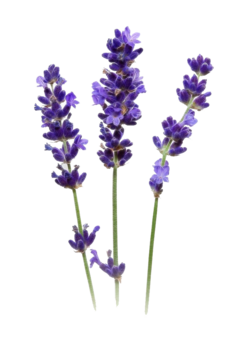 Unico Aceite Vegetal De Lavanda 30ml 100% Puro Caba Belgrano Envios a Todo el Pais - Saiku