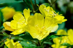 Aceite de Onagra 30ml VEGETAL - Primera prensada - comprar online