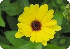 Aceite esencial de Calendula 15 Ml Puro - comprar online