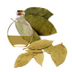 ceite Esencial De Laurel Noble 15ml Materia Prima Caba Belgrano Envios a Todo el Pais - comprar online
