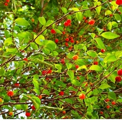 Aceite Esencial De Pitanga Envase De 15 Ml Caba Belgrano Envios a Todo el Pais - comprar online