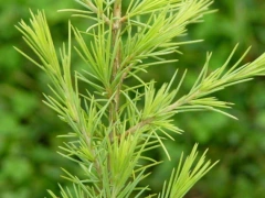 Aceite esencial de Cedro puro 15Ml - comprar online