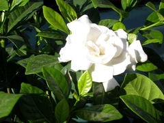 Aceite Esencial De Gardenia 15ml Materia Prima En Belgrano CABA Envios a Todo el Pais en internet