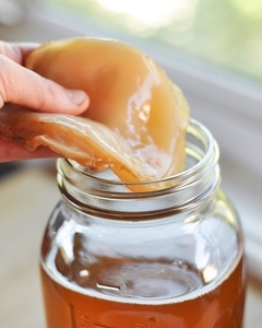 Te Iniciador Scoby + Instructivo Kombucha Caba Belgrano 790$ - comprar online