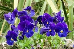 Bases Aromaticas Semi Natural Violetas De Parma Envase 15ml - comprar online