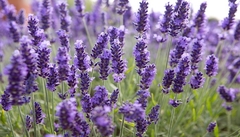 Oleo Para Masajes Aceite De Almendra Y Lavanda 5 Litro EN CABA BELGRANO en internet