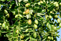 Aceite de Jojoba Virgen y Orgánico 15ML - Primera prensada en frio - comprar online