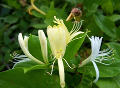 Aceite Esencial Madreselva 15ml Materia Prima Belgrano Caba Envios a Todo el Pais - comprar online