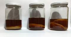 Te Iniciador Scoby + Instructivo Kombucha Caba Belgrano 790$