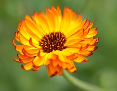 Aceite de Calendula Puro 250ml en internet