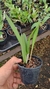Brassavola Jimminey Cricket x Pão de Açúcar - comprar online